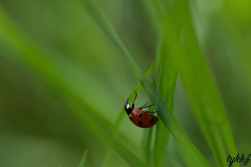 IL VERDE